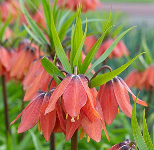 FLORICULTURE GREENS IMP. Crown Lily | Euphorbia Lily | Fritillaria Lily | Imperial lily Flower Bulbs Home Outdoor Flowering Gardening Bulbs Blooming planting (Pack of 2 Beethoven Crown lily) (B08ZJH161Y) Amazon Price History, Amazon Price Tracker