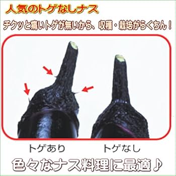 Amazon.co.jp: なす とげなし 千両二号 茄子 10.5cmポット苗