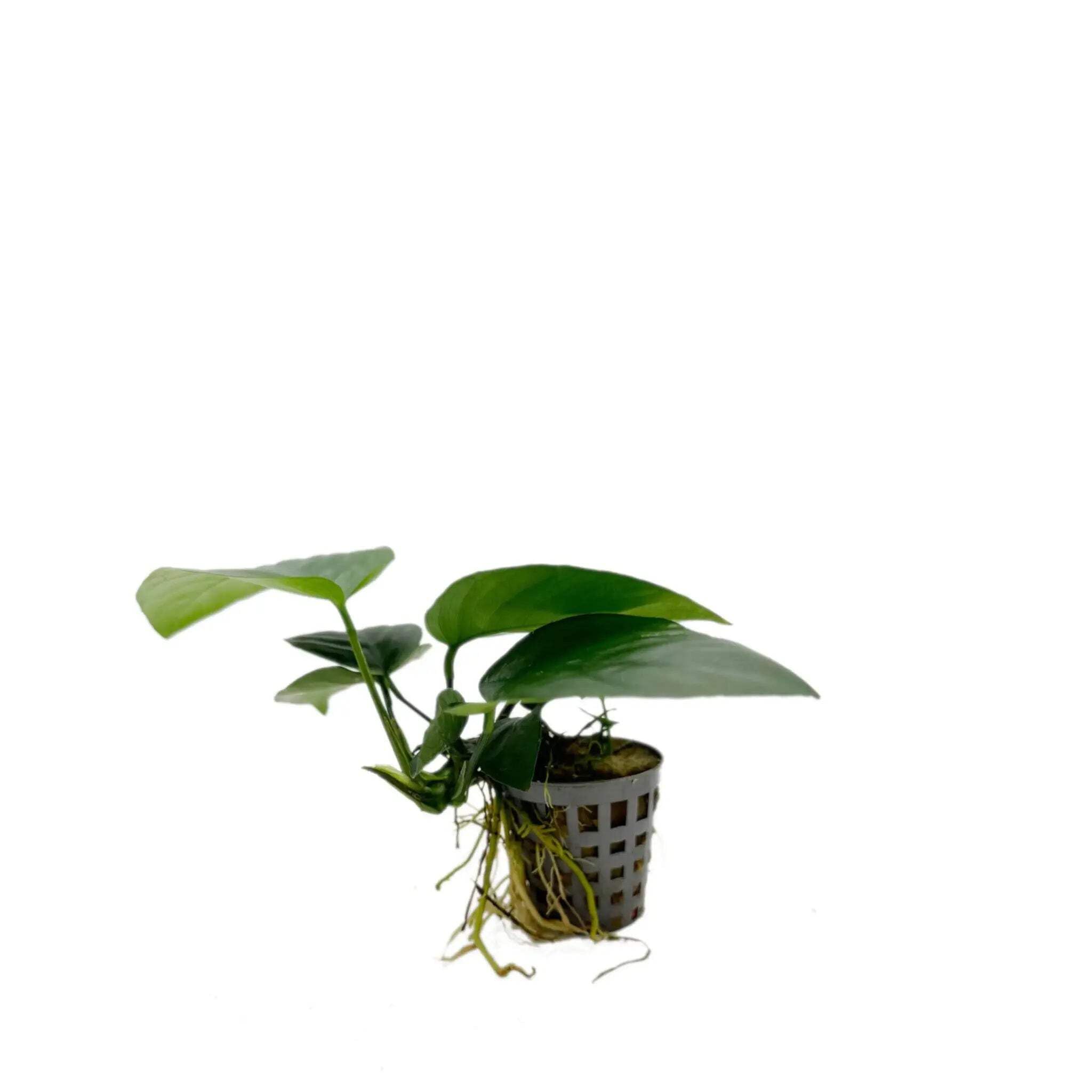 Anubias Nana - Slow Growing Aquarium Plant