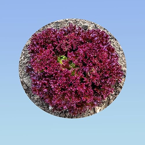 Planète graines - graines de laitue là couper lollo rossa - sachet 3 grammes environ 3000 graines