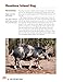 Know Your Hobby Animals: A Breed Encyclopedia: 172 Breed Profiles of Chickens, Cows, Goats, Pigs, and Sheep (Fox Chapel Publishing) A Compendium of Breed Characteristics, History, Personality, & More