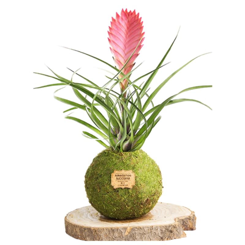 Kokedama Tillandsia Rosa   Kokedama Interior | Bola de Musgo Vivo | Planta Natural | Planta Interior | Decoración Hogar | Fácil Cuidado y Mantenimiento