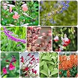 100 piezas Semillas de Salvia - Maceta Semillas exóticas Planta decorativa de otoño Plantas de jardín Balcón Plantas decorativas para cubrir el suelo Hierbas de cocina resistentes Plantas