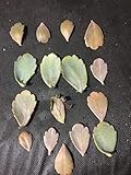 Germinazione dei Semi: Kalanchoe marginata Capesante 15 suculenta Foglie di Propagazione
