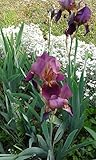 Iris germanica 