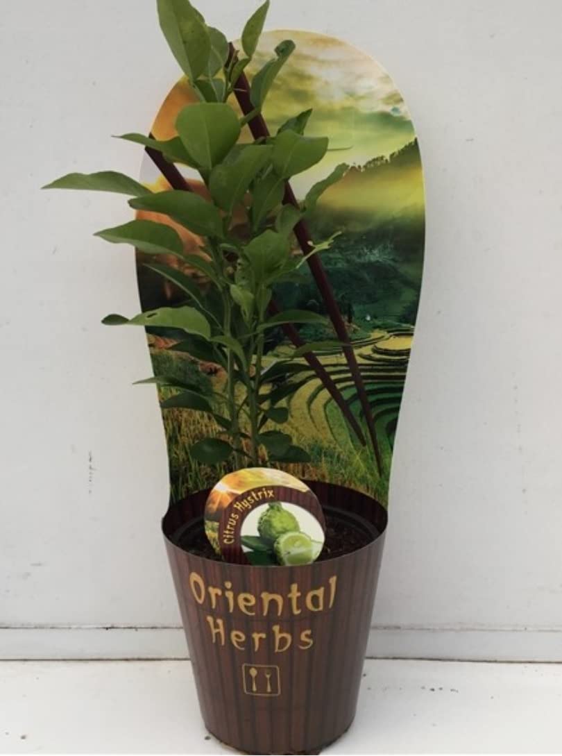 Kaffir Lime Tree - Citrus Hystrix Plant in 12cm Pot Approx 25 cm Tall