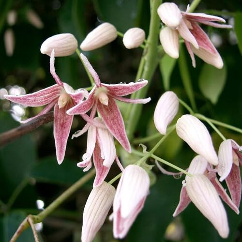 Plant World Seeds - Stauntonia Hexaphylla Seeds (Climber Seeds)