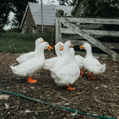 Encore! Living Behind the Mask (review)