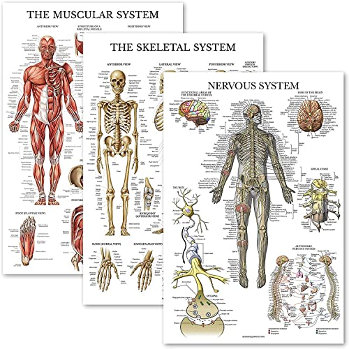 WLKQ Muskelsystem Poster Anatomie, Das Nervensystem, Das menschliche Skelett Poster Anatomie 45.5x68.5cm, medizinische Lehrmittel Cover