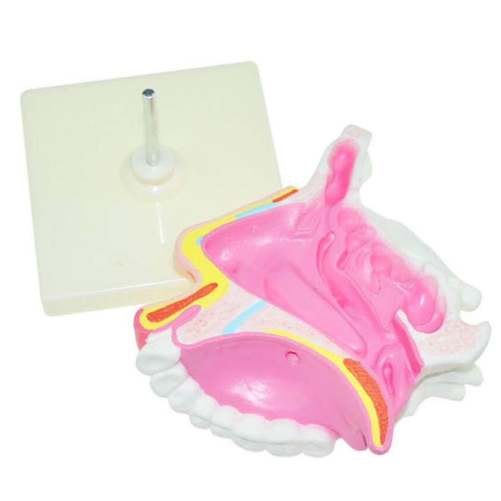 Model Krtani — Model Anatomiczny Narządów Ludzkich Modele Anatomiczne Krtani — Materiał Pvc Modele Anatomiczne Człowieka Modele Naukowe Model Krtani Do Celów Edukacyjnych