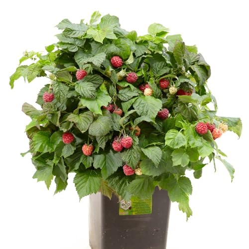 Image of Dwarf Raspberry 'Sweet Sunshine' - Juicy Fruit for Small Spaces 18cm Pot x 1 by Thompson and Morgan