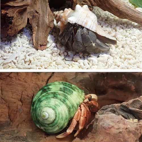 Image of WishLotus 4Pcs Hermit Crab Shells, Natural Hermit Crab Shells Medium to Large, 0.6-1.4inch Opening Hermit Crab Decor for Beach Supplies Conch Habitat (4)