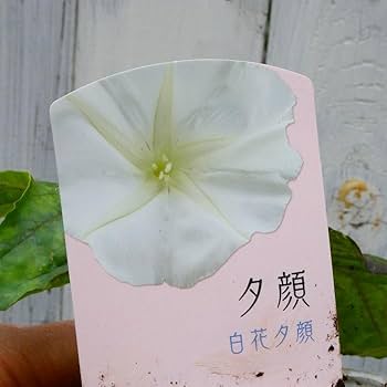 Amazon | 夕顔 苗 白花 ツル性 ユウガオ 3.5号ポット ガーデニング