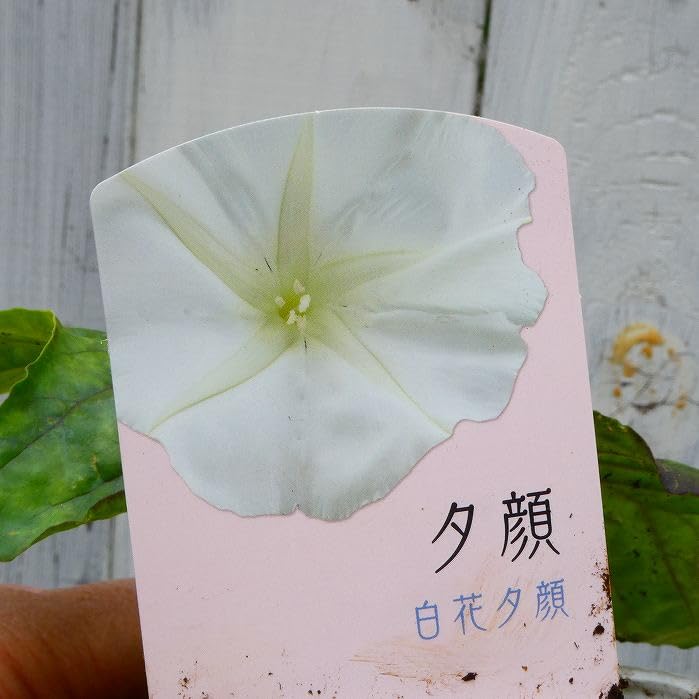 Amazon | 夕顔 苗 白花 ツル性 ユウガオ 3.5号ポット ガーデニング