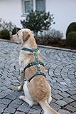 Kerbl Pet Panikgeschirr, Hundegeschirr, Petrol, Halsulmfang 30-41cm, Gurtbreite 15mm, für ängstliche Hunde, robust, verstellbar
