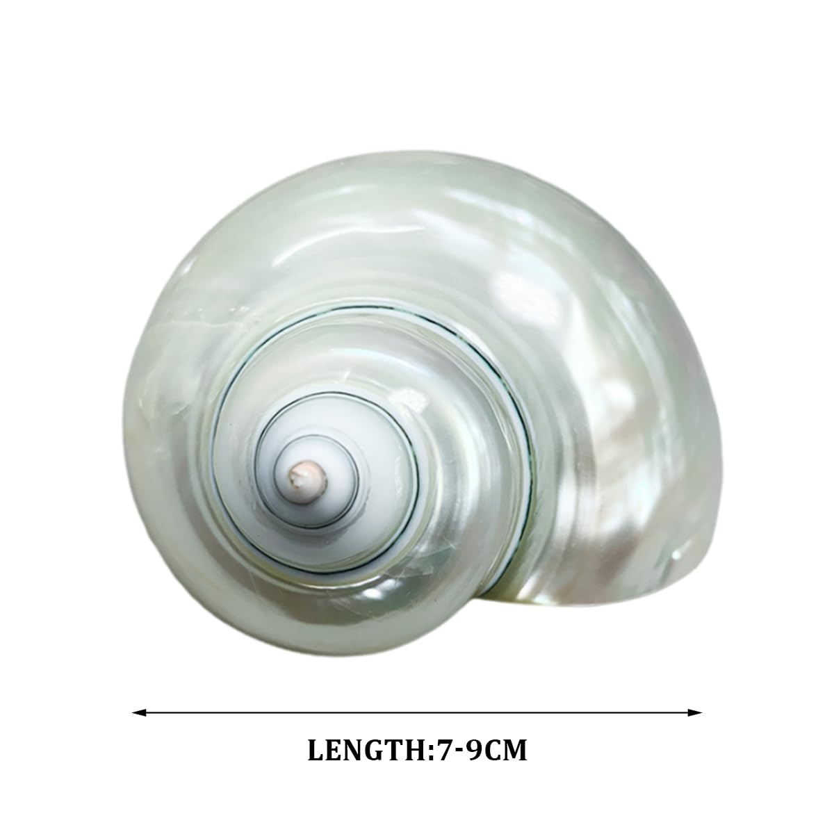 Muscheln, 8 bis 9 cm, Meeresmuschel, 7–9, perfekt for Hochzeitsdekoration, Heimdekoration, Basteln(8 to 9cm)
