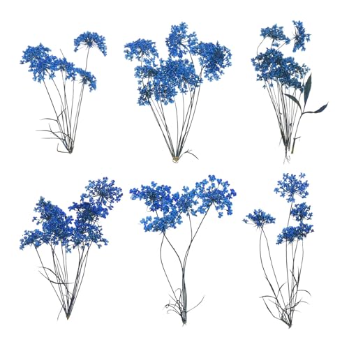 6 Piezas Flores Naturales Secas Prensadas para Manualidades miniatura 1
