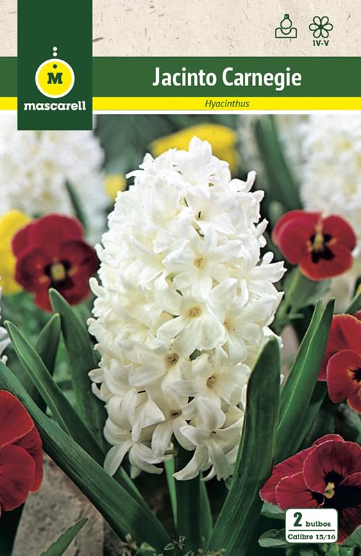 Mascarell Semillas, JACINTOS CARNEGIE, Semillas Bulbosas, Bulbos de Flores Otoño Fácil de Cultivar, Bolsa 2 Bulbos
