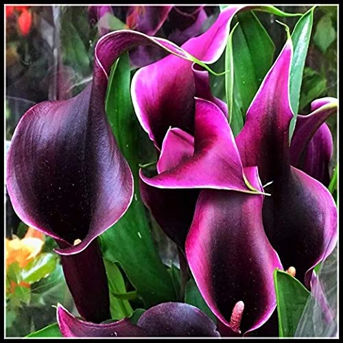 Calla Lily Bulbi Pure Beautifu Fleur Disposition Significato Fine-10 Lampadine