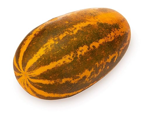 Image of Fresh Cucumber Madras, 1Pc (Approx 500-600 g)