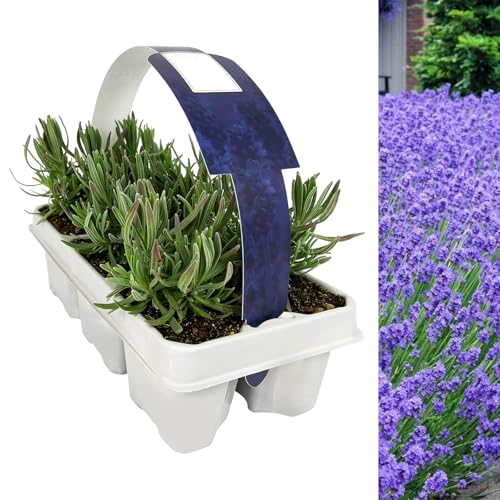Carbeth Plants Lavender Angustifolia Purple 6 Pack - Fragrant Perennials