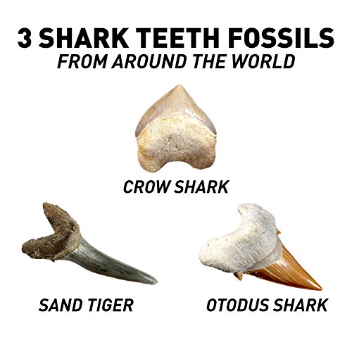 National Geographic Dig Kit: Shark Teeth Fossils, Archaeology & Marine Biology for Kids - Image 5