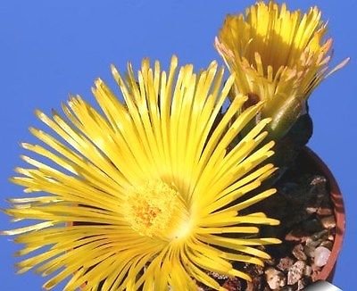 Pleiospilos Simulans succulent cactus 10 seeds~living Stones~Not Lithops Seeds