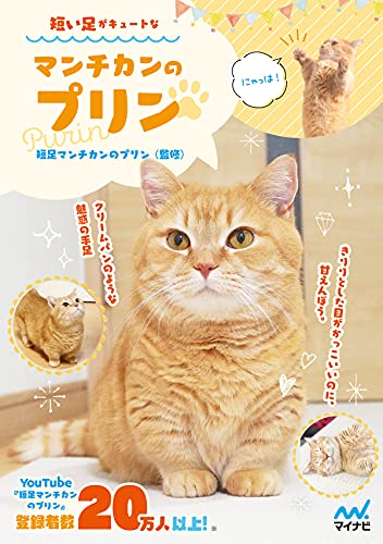 短い足がキュートなマンチカンのプリン