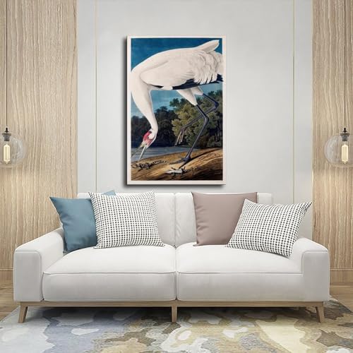 Hooping Crane Audubon poster toile grand format pour mur vide