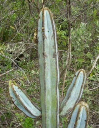 Pilosocereus fulvilanatus exotic rare columnar cacti tall cactus seed 300 SEEDS