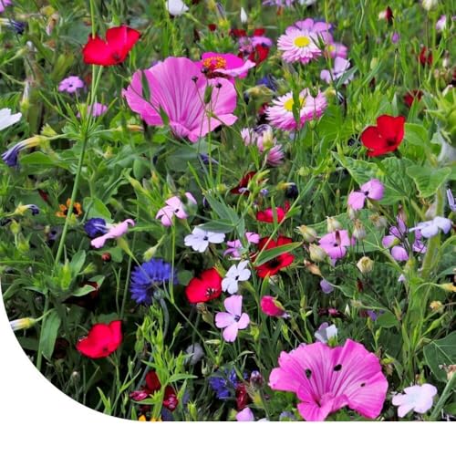 Mélange de fleurs d'été | 50 g pour 25 m² | Fleurs de Jardin | Graines de prairie pour les abeilles et les papillons | Riches en nectar | Annuelles et vivaces | Set riche en variété