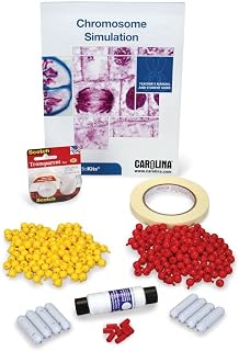 Carolina Biokits™ Chromosome Simulation for Mitosis and Meiosis – Hands-On Learning with Pop Beads and Magnetic Centromeres | Includes Digital Resources | Ideal for High School Biology