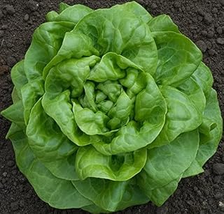 SeedsUA: Seeds Indoor Butterhead Lettuce May's Queen Non GMO Heiroom Vegetable for Planting 1000 Seeds