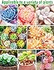 TOYPOPOR Succulent Soil, Cactus Potting Mix 1.25 Pounds/1 Quart, High Drainage, Pre-Mixed Ready to Use for All Succulent Varieties, Indoor Plants, Bonsai, Terrarium, Houseplant, 30% Particles 70% Soil #5