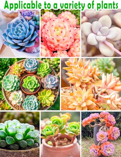 image for TOYPOPOR Succulent Soil, Cactus Potting Mix 2 Pounds/1 Quart, High Dra