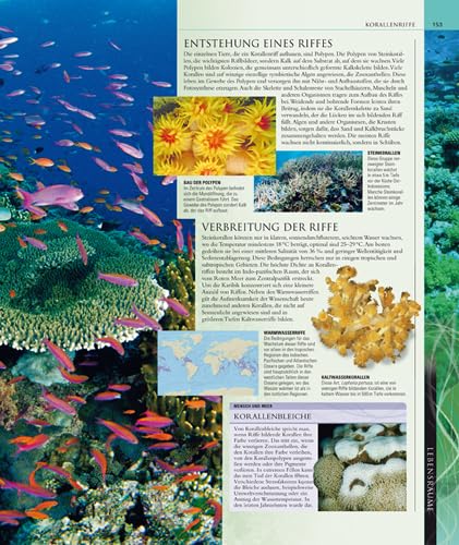 Ozeane: Die große Bildenzyklopädie mit über 2000 Fotografien und Karten: Vorw. v. Fabien Cousteau