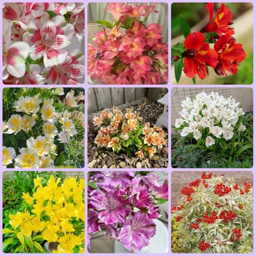 Semillas de alstroemeria - semillas de jardín rocas resistentes exóticas para invitados pradera mariposas balcón para lugares soleados 600pcs