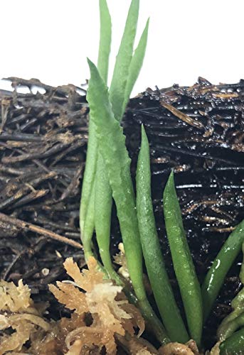 Miniature Tree Fern Mounted Orchid (Miniature Orchid: Dendrobium Cucumerinum) #TOP1