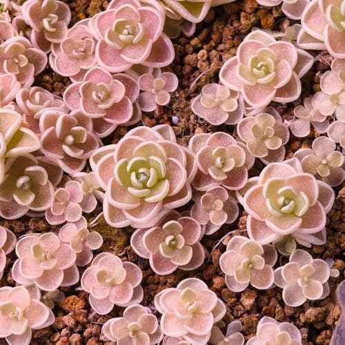 Semillas de mariposa, Pinguicula vulgaris, semillas de bonsái de interior, plantas de oficina semillas de plantas carnívoras, Plantas resistentes para el jardín. decoracion salon, 250pcs