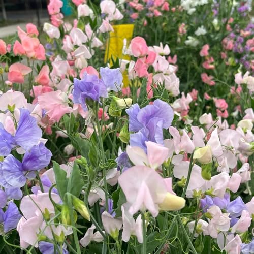 299pcs Sweet Pea Flower Seeds – Lathyrus Odoratus ‘Blue Ripple’ | Fragrant Annual Climbing Vine with Bicolor Blooms | Easy Growing for Trellis, Fence, Balcony & Garden Décor