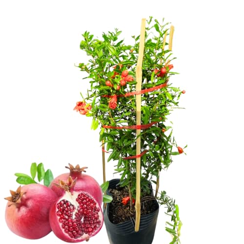 Pack 2 Potted Wonderful Pomegranate Tree Live Plant - Hardy Red Pomegranate Bush - for Gardens and Pots- Full Roots and Easy to Plant, Size 12 to 15 Inch Tall