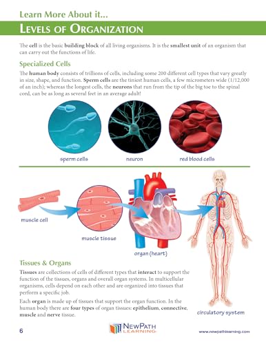 Image of NewPath Cell Organization 3-D Paper Model Making Kit - Individual Student Edition (24-7738)