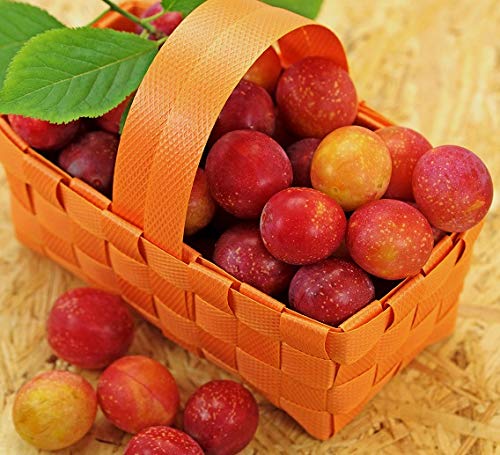 Echter Spilling, kleinbleibender Baum, 120-140cm im 7,5 Liter Topf