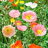 Champagne Bubbles Mix Iceland Poppy ~100 Seeds – Papaver nudicaule – Perennial Flower for Cool Climates – Pink, Orange, Scarlet, Yellow & Ivory – Compact Mounded Plants – 91–98 Days to Bloom