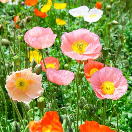 Champagne Bubbles Mix Iceland Poppy ~100 Seeds – Papaver
