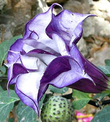 Vixenssell Black Dhatura Without Pot (Small Plant) (B0BHDRSZYT) Amazon Price History, Amazon Price Tracker