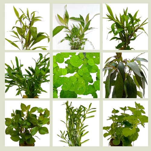 WASSERPFLANZEN WOLFF - 5 Bund Kaltwasser-Set Aquariumpflanzen – Frische Wasserpflanzen aus dem Gewächshaus