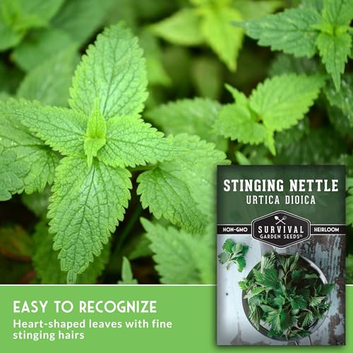 Stinging Nettle Seeds for Planting - Urtica Dioica Medicinal Herb & Edible Perennial - Common Nettle for Tea, Cooking & Wellness - Heirloom Non-GMO - Survival Garden Seeds (1 Pack) - Image 5