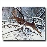 Whitetail Buck Deer Antler Jumping Tree Wall Picture Art Print