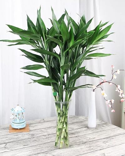 Comparativas de Donde venden tierra para plantas para comprar online. 18 Imagen adicional